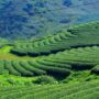 Tea hills Vietnam_thumb