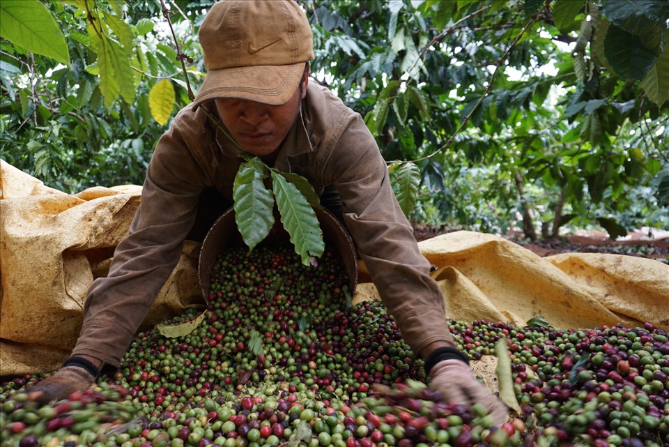 Vietnam Robusta coffee_1