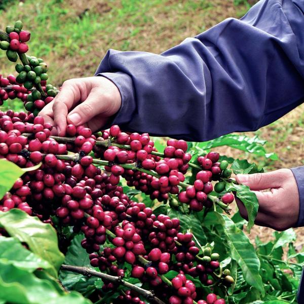 Vietnam Robusta coffee_2