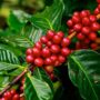 Vietnam Robusta coffee_thumb