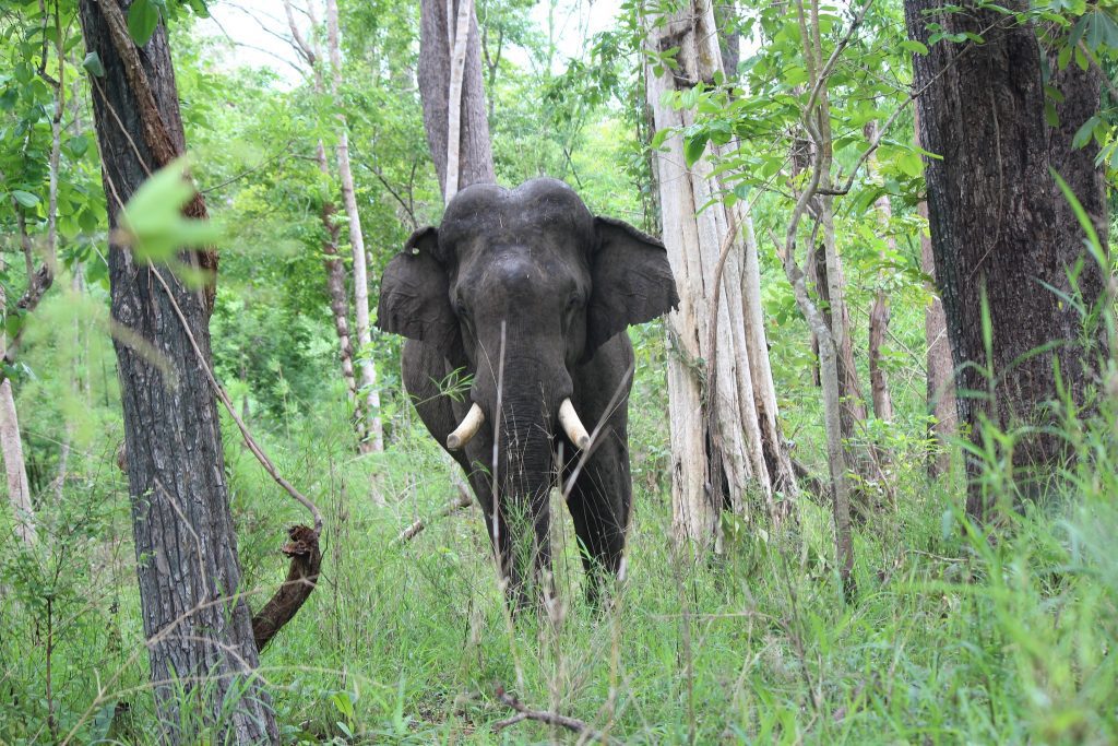 Vietnam wildlife conservation_3