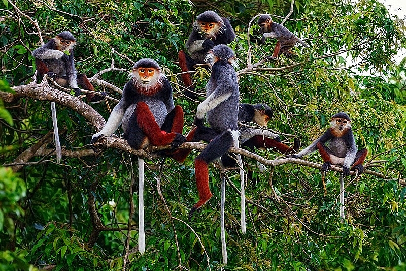 Vietnam wildlife conservation_4