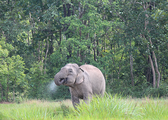 Vietnam wildlife conservation_thumb