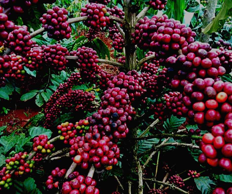 Vietnamese coffee culture_1