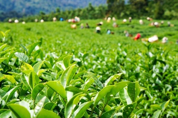 Vietnamese tea ceremony_3