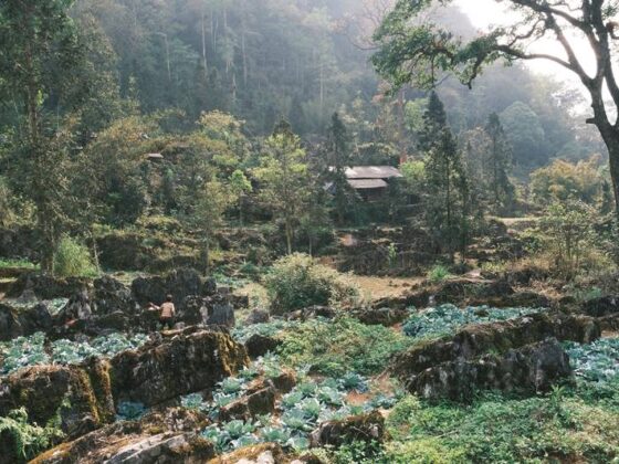 sacred forests Vietnam_thumb