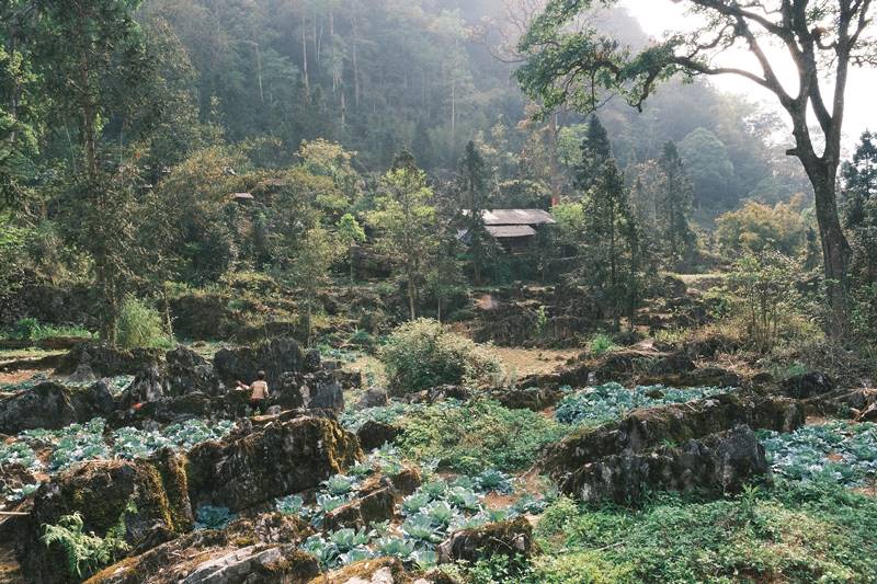 sacred forests Vietnam_thumb