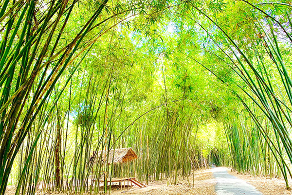 Vietnam bamboo forest_1