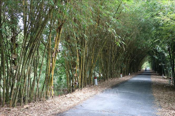 Vietnam bamboo forest_2