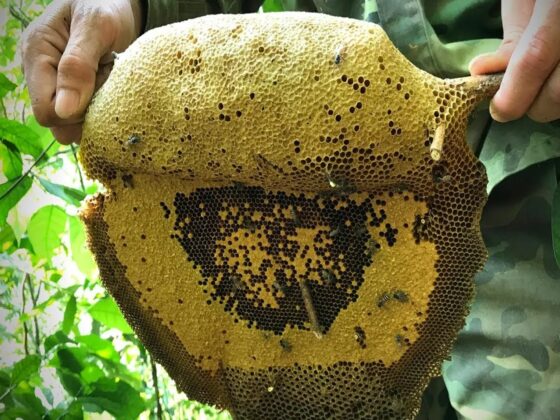 honey hunting Vietnam_thumb
