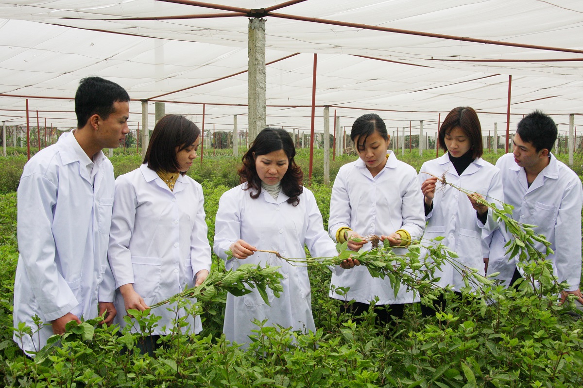 indigenous plant medicine Vietnam_2