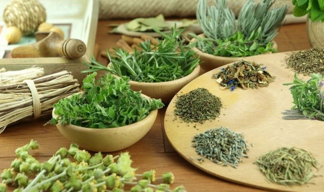 indigenous plant medicine Vietnam_thumb