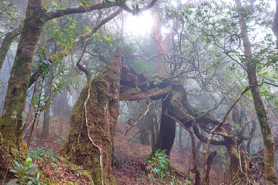 Vũ Quang National Park - Vườn Quốc gia Vũ Quang