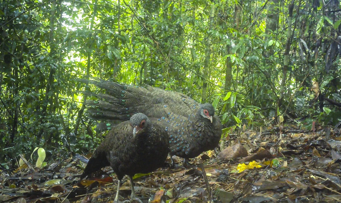 Vườn Quốc gia Chư Mom Ray