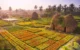 Mekong Delta travel guide for relaxation_4