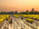 Mekong Delta travel guide for relaxation_5