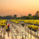 Mekong Delta travel guide for relaxation_5