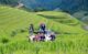 best rice terraces in Sapa_3