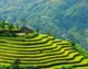 best rice terraces in Sapa_4