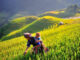 best rice terraces in Sapa_thumb