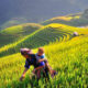 best rice terraces in Sapa_thumb