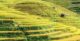 best rice terraces in Northern Vietnam_5