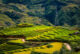 best rice terraces in Northern Vietnam_6