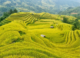 best rice terraces in Northern Vietnam_thumb