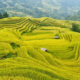 best rice terraces in Northern Vietnam_thumb