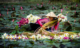 sustainable travel Mekong Delta_4