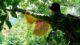 wild honey hunting in Vietnam_1