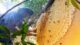 wild honey hunting in Vietnam_3