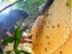 wild honey hunting in Vietnam_3