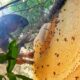 wild honey hunting in Vietnam_3