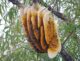 wild honey hunting in Vietnam_thumb