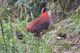 Hoang Lien National Park trekking guide_4