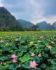 Ninh Binh lotus ponds_1