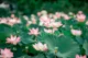 Ninh Binh lotus ponds_2