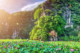 Ninh Binh lotus ponds_thumb