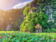 Ninh Binh lotus ponds_thumb