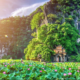 Ninh Binh lotus ponds_thumb