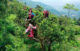 Shan Tuyet tea trekking