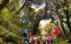 Shan Tuyet tea trekking_3