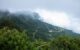 Shan Tuyet tea trekking_thumb