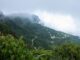 Shan Tuyet tea trekking_thumb