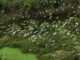Thung Nham Bird Garden guide_1