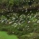 Thung Nham Bird Garden guide_1