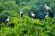 Thung Nham Bird Garden guide_2