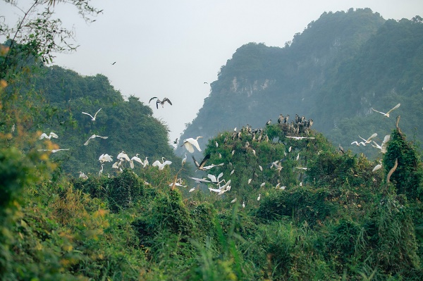 Thung Nham Bird Garden guide_5