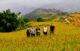 best hiking trails in Sapa for beginners_1